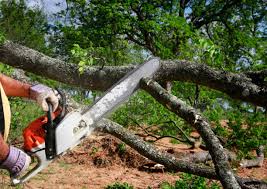 Best Arborist Consultation Services  in Cross Plains, TN