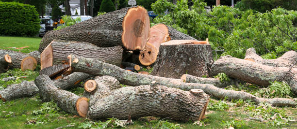 Best Tree Maintenance Programs  in Cross Plains, TN