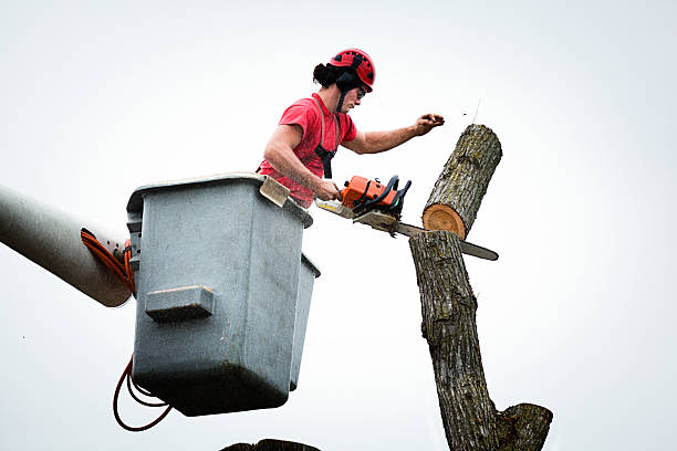 Best Seasonal Cleanup (Spring/Fall)  in Cross Plains, TN